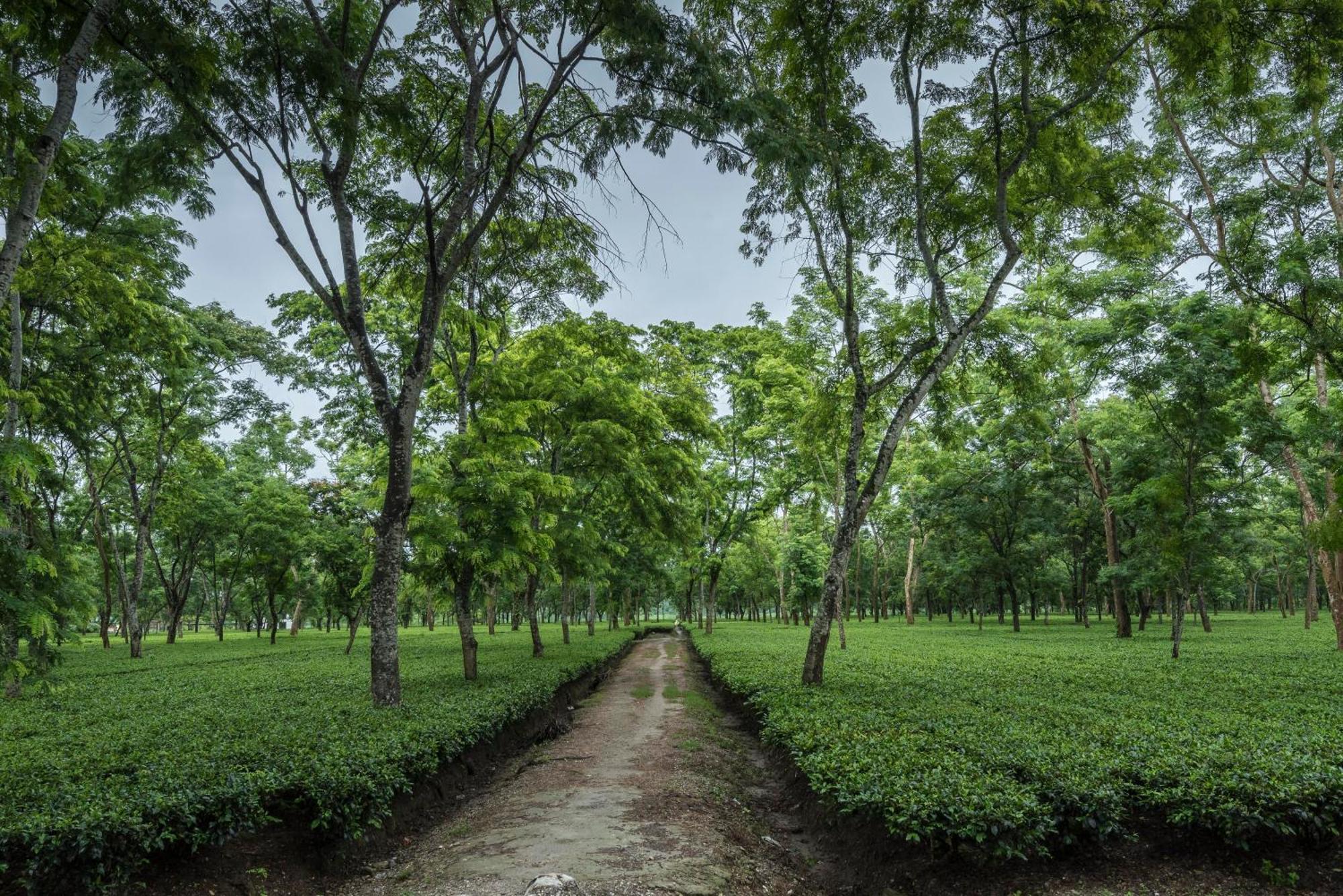 Tusker Tea County Chālsa Exterior foto