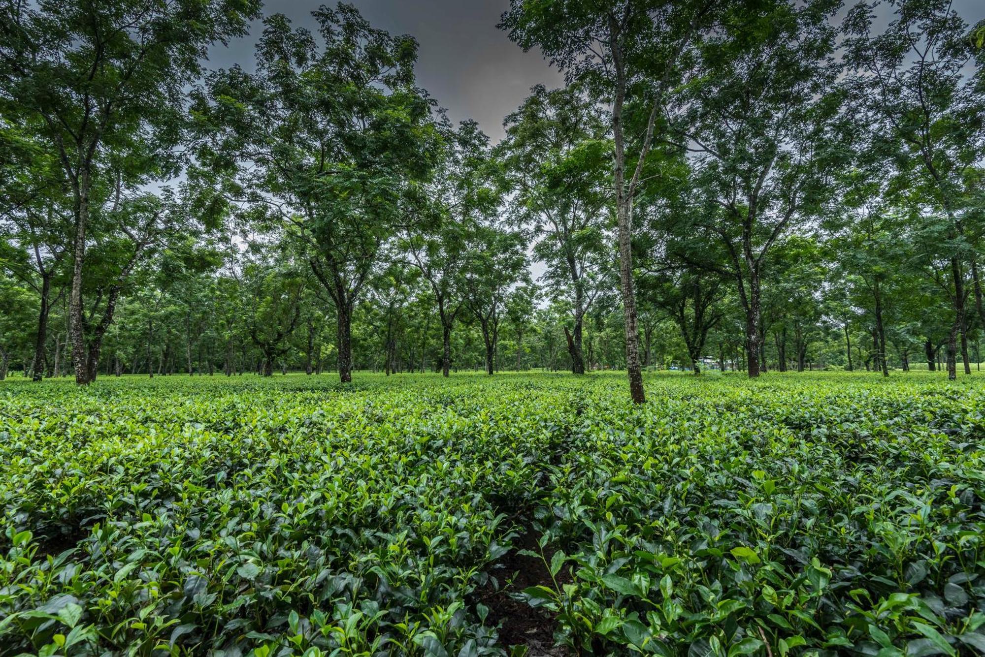 Tusker Tea County Chālsa Exterior foto